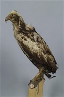 藏品(大冠鷲)的圖片